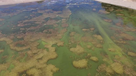 Horizontal Dock to Algae and Great Blue Herons Flying over water Stock Footage 321266229