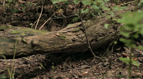 HORIZONTAL DOLLY SHOT OF LYING LOG Stock Footage 68755843