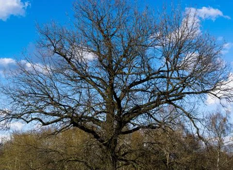 Horizontal dramatic tree crown background backdrop Stock Photos