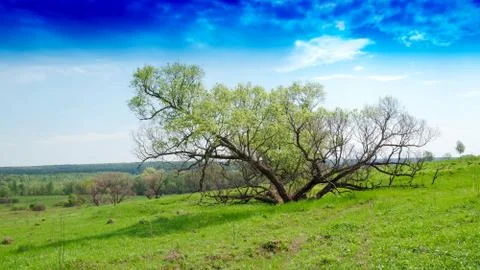 Horizontal dramatic tree on hill landscape background Stock Photos