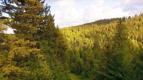 Horizontal drone flight between pine trees in a wild pine forest Video stock 75871658