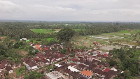 Horizontal Drone Orbit Around Bayan Ancient Tree, Bali Indonesia Stock Footage 323642415