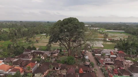 Horizontal Drone Orbit Around Bayan Ancient Tree, Bali Indonesia Stockbeeldmateriaal 323642788