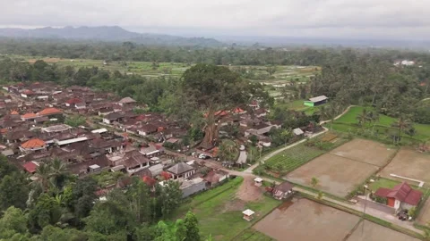 Horizontal Drone Orbit Around Bayan Ancient Tree, Bali Indonesia Stock Footage 325759624