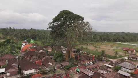 Horizontal Drone Orbit Around Bayan Ancient Tree, Bali Indonesia Stockbeeldmateriaal 325759633