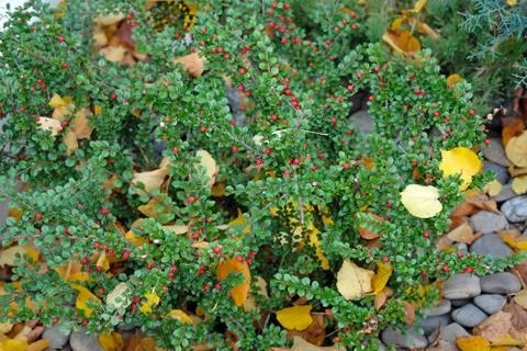 Horizontal dwarf cotoneaster bush with green leaves and red berries, strewn w Stock Photos
