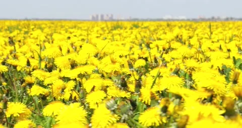 Horizontal flight over dandelions, close-up Stock Footage 221672854