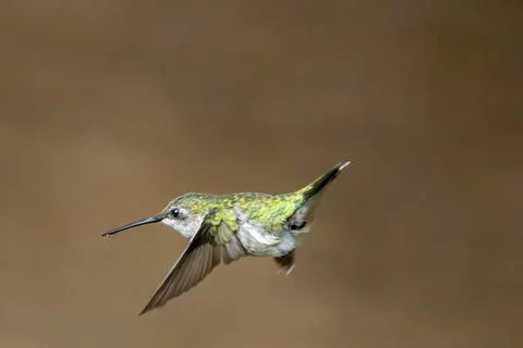 Horizontal Flight Stock Photos