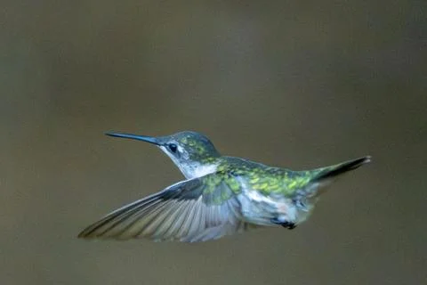 Horizontal Flight Stock Photos