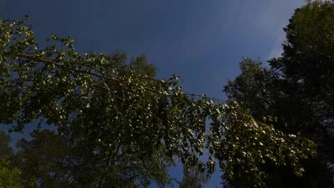 A horizontal flight through a summer forest with the camera pointed upward .. Stock Photos