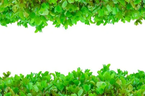 Horizontal flower frame Stock Photos