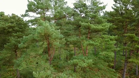 Horizontal fly past pine trees Stock Footage 140800412