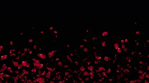 Horizontal flying petals roses 3d animation Stock Footage 63438332