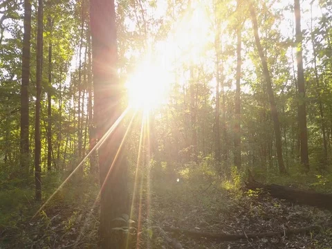 Horizontal flying slide through forest Stock Footage 78143549