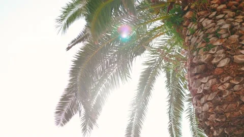 Horizontal footage of old palm tree with... | Stock Video | Pond5