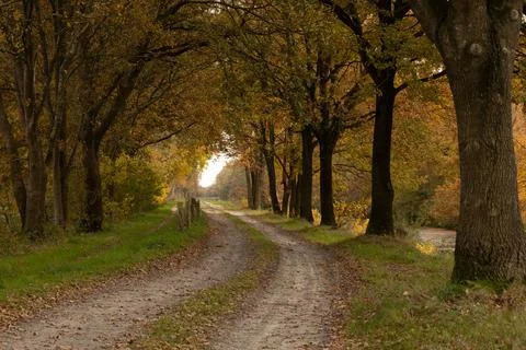 Horizontal Forest Path Framed by Autumn-Colored Trees Stock Photos