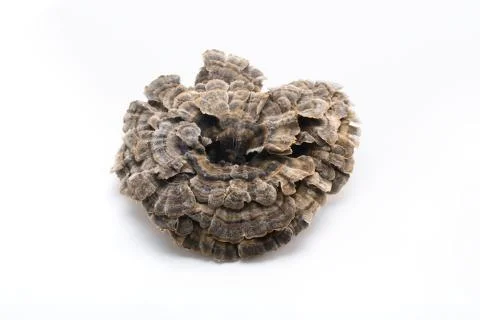 Horizontal frame Close-up Indoor Ganoderma lucidum Chinese elements No one. Shed 写真素材