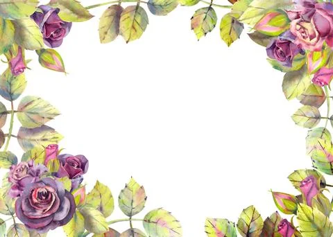 Horizontal frame with dark rose flowers. Compositions for the design of greet Stock Illustration