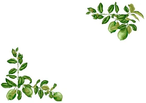 Horizontal Frame with lime and lemon branches in olive green colors Stock Illustration