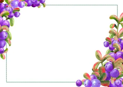 Horizontal frame with ripe irgi berries on a white background. Graphic element Stock Illustration