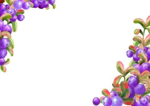 Horizontal frame with ripe irgi berries on a white background. Graphic elemen Stock Illustration
