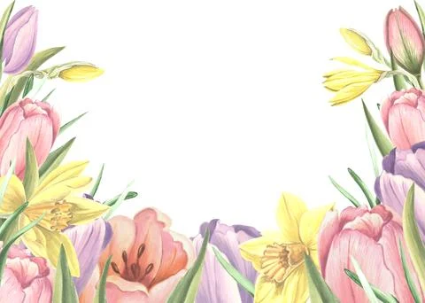 Horizontal frame from tulips and daffodils, flowers, buds. Isolated hand drawn Stock Illustration