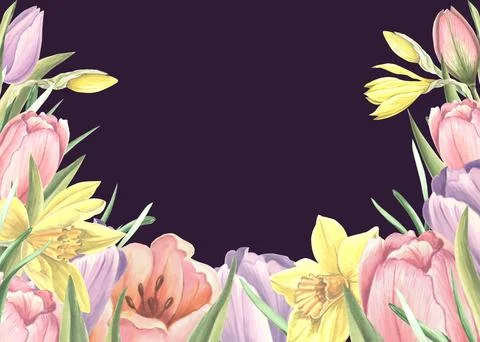 Horizontal frame from tulips and daffodils, flowers, buds. Isolated hand drawn Stock Illustration