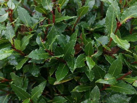 Horizontal full frame bay leaf herbal foliage full frame background Stock Photos