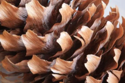 Horizontal full frame macro of a cone Stock Photos
