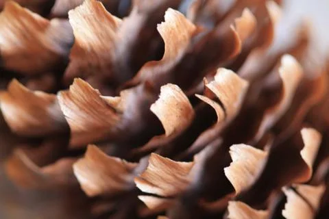 Horizontal full frame macro of a cone Stock Photos