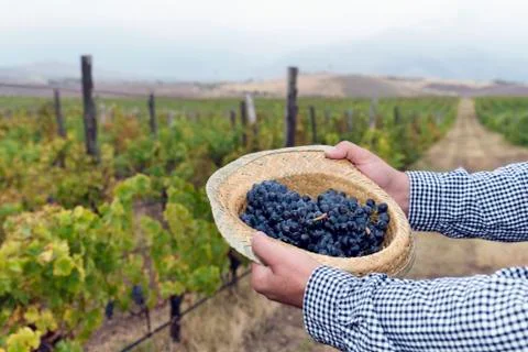 Horizontal Full Hat Grapes Hand Hold Stock Photos