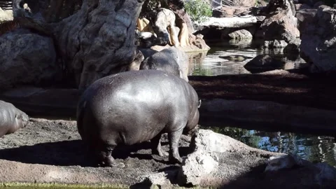 Horizontal Full HD video. Pygmy hippopotamus on lake shore. Animal at Zoo Stock Footage 277562299