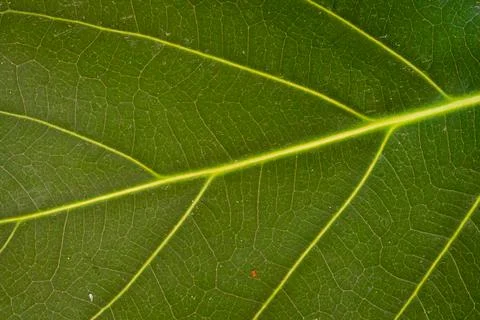 Horizontal green leaf texture for pattern and background. close up of green l Stock Photos