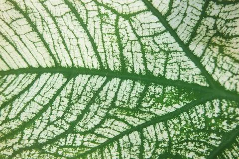 Horizontal green leaf texture for pattern and background Stock Photos