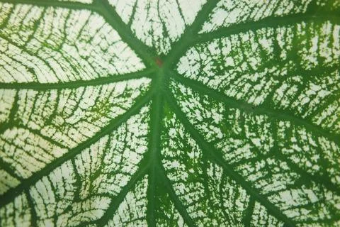 Horizontal green leaf texture for pattern and background Stock Photos