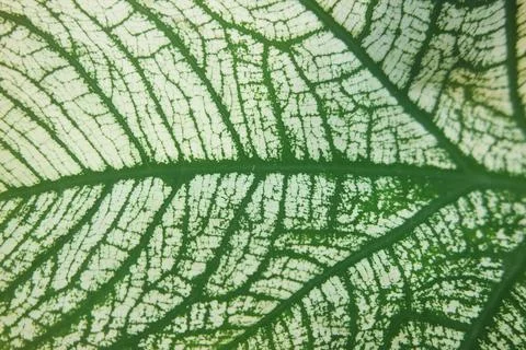 Horizontal green leaf texture for pattern and background Stock Photos