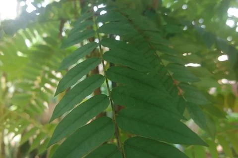 Horizontal green leaf texture for pattern and background Stock Photos