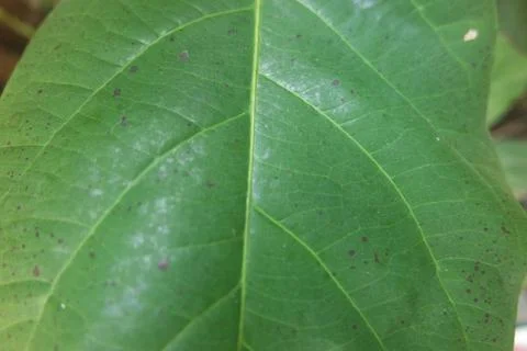 Horizontal green leaf texture for pattern and background Stock Photos