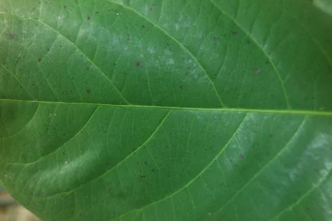 Horizontal green leaf texture for pattern and background Stock Photos