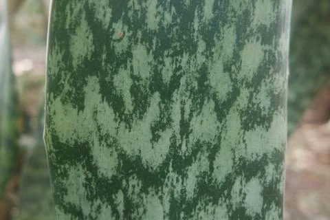 Horizontal green leaf texture for pattern and background Stock Photos