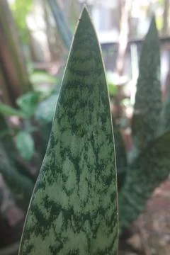 Horizontal green leaf texture for pattern and background Stock Photos