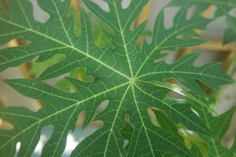 Horizontal green leaf texture for pattern and background Stock Photos