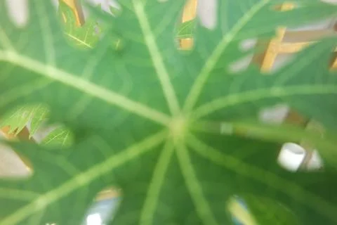 Horizontal green leaf texture for pattern and background Stock Photos
