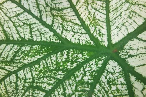 Horizontal green leaf texture for pattern and background Stock Photos