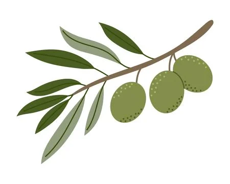 Horizontal green olive branch with three olives and leaves, vector botanica.. Stock Illustration