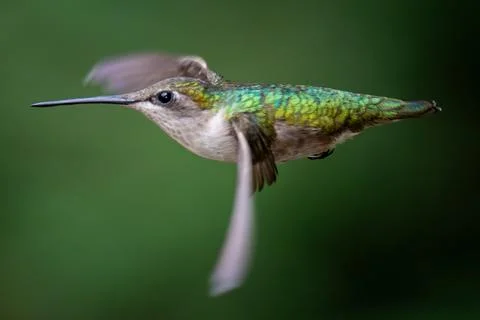 Horizontal Hummingbird Stock Photos