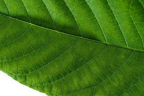 Horizontal image of a green hazel leaf close up with yellow veins. Close up. Foto stock