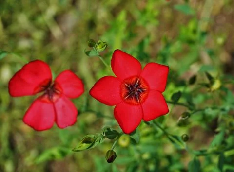Horizontal image of a red blooming Adonis flower Stock Photos