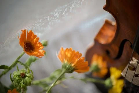 Horizontal image of  a violin and flowers close up on windows. Stock Photos