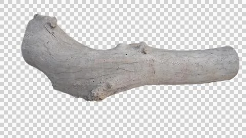 Horizontal Isolated Textured Driftwood Tree Log for Nature Concept Stock Photos